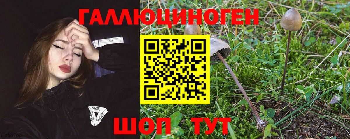 Черкесск  Галлюциногенные грибы MAGIC MUSHROOMS  Вход с VPN  Псилоцибиновые грибы мухоморы 